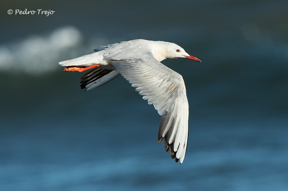 Gaviota picofina (Larus genei)